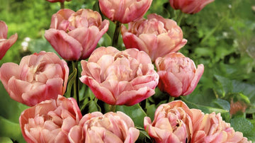 Große tulpen