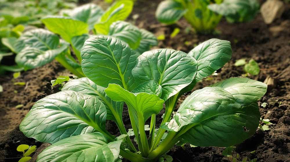 Tatsoi-Samen - Blomea.at