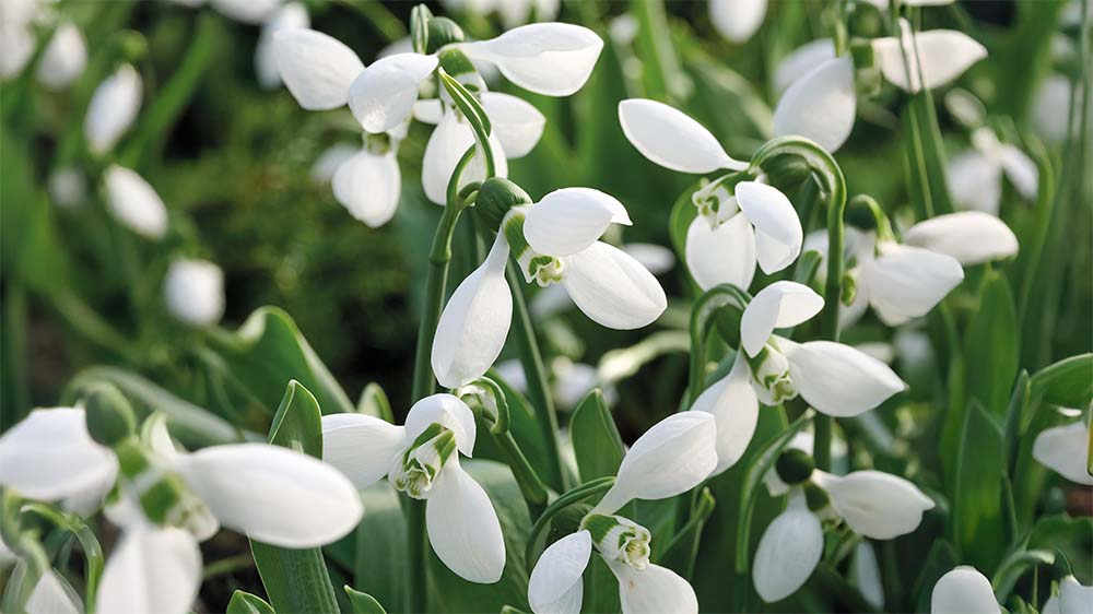 Frühblühenden Blumen