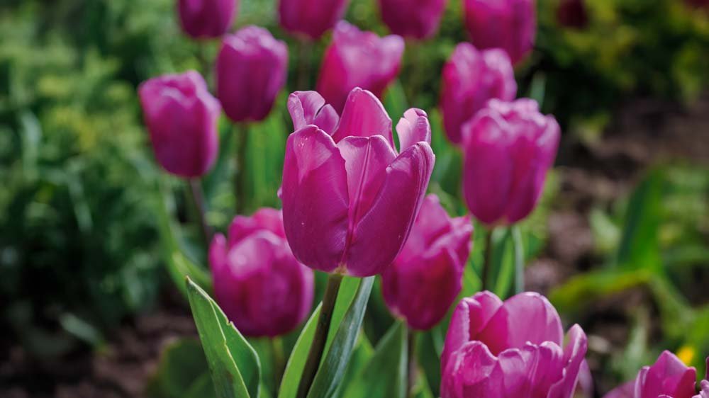 Frühe tulpen
