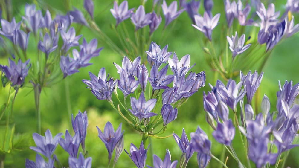 Triteleia - Blomea.at