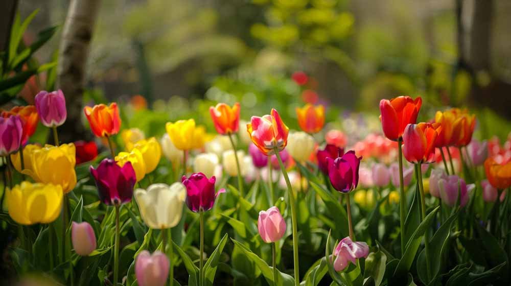 Triumph Tulpen - Blomea.at