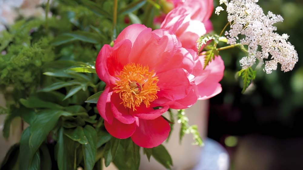 Trockenheitsresistente Stauden - Blomea.at