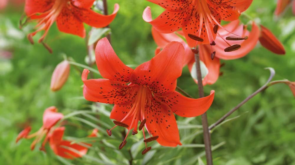 Trompetenlilien - Blomea.at