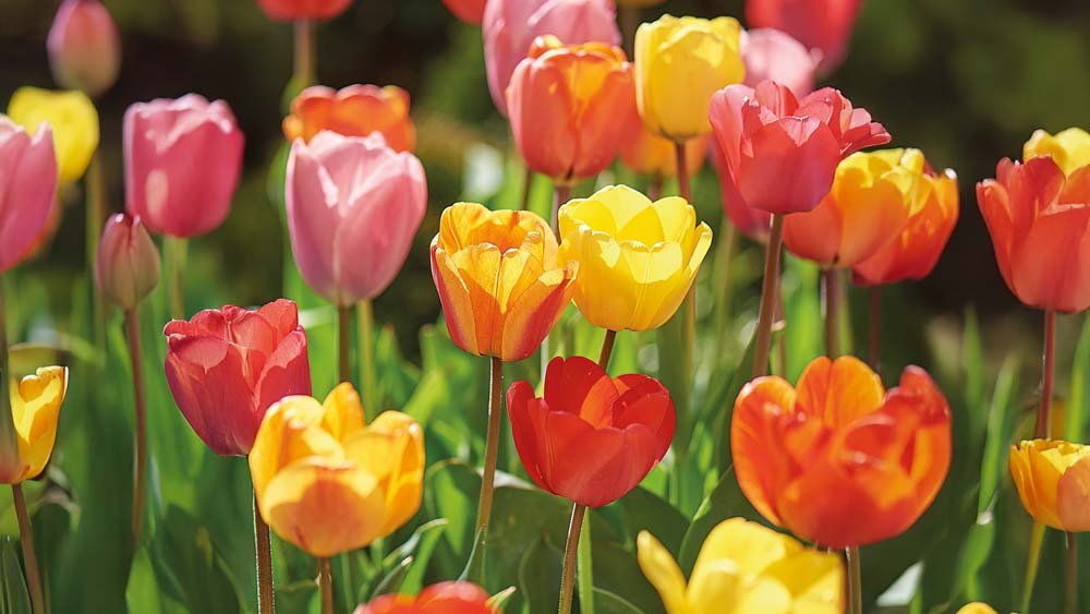 Tulpen angebot