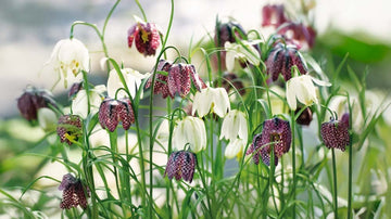 Schachbrettblume