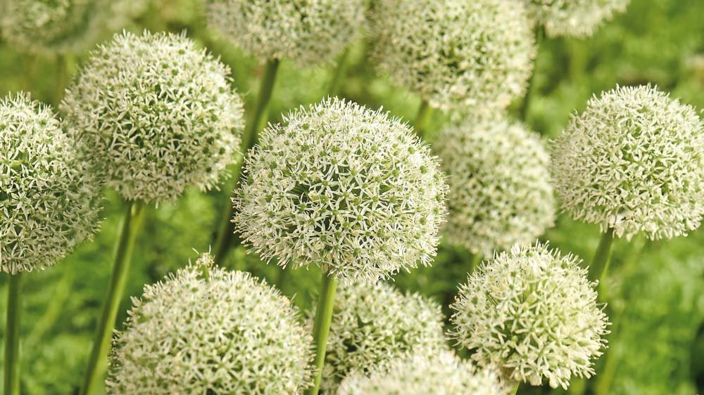 Weiß allium - Blomea.at