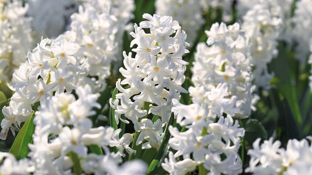 Weiße hyazinthen - Blomea.at