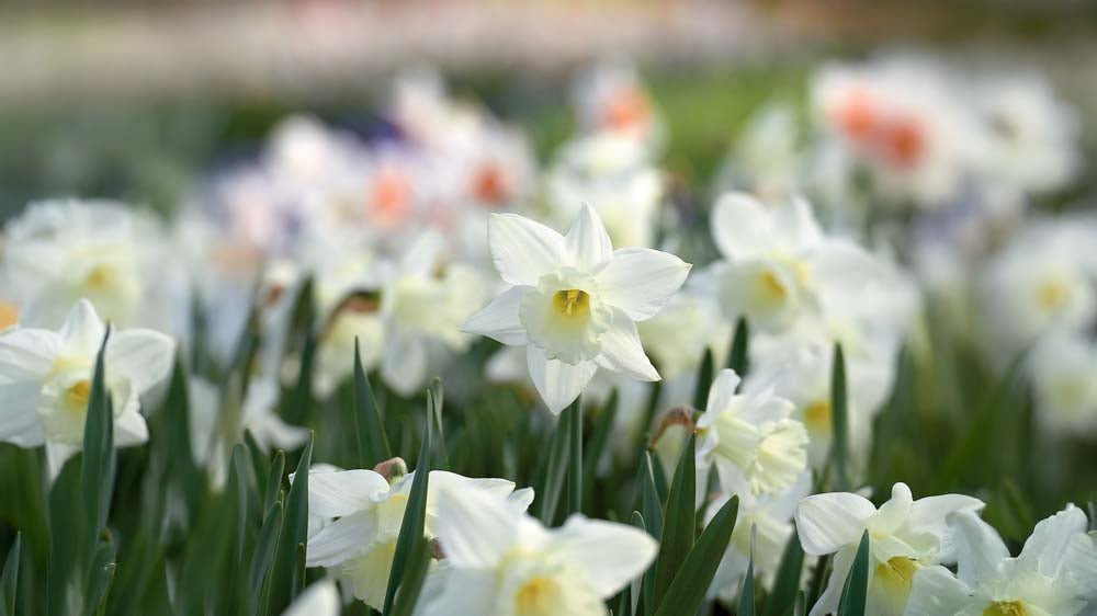 Weiße narzisse - Blomea.at