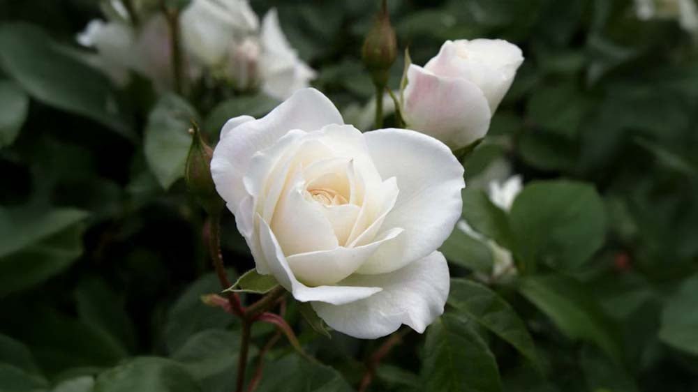 Weiße Rosen - Blomea.at