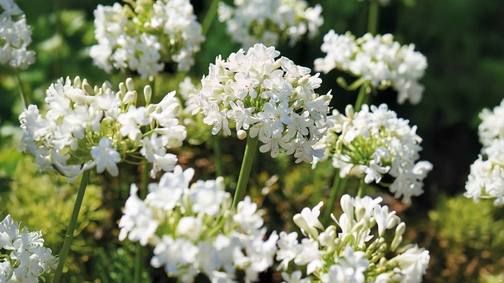 Weiße Schmucklilien - Blomea.at