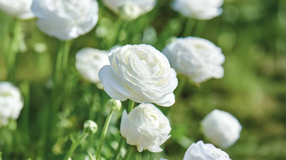 Weiße sommerblumen - Blomea.at