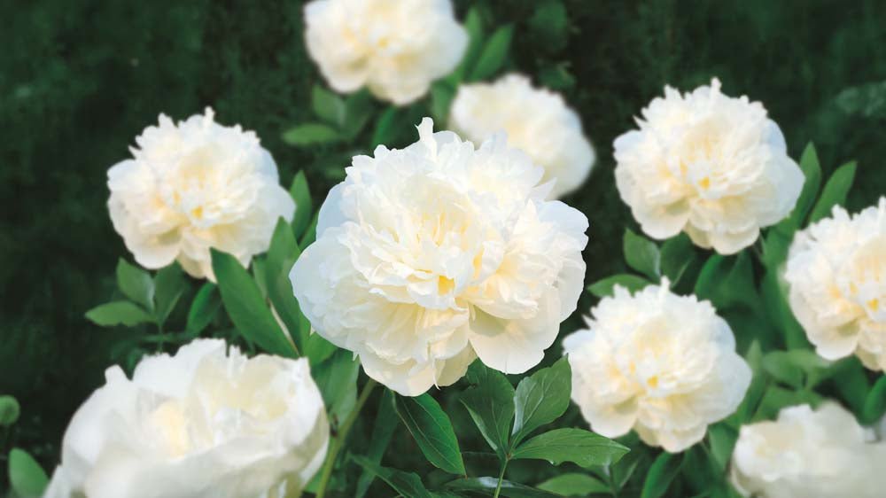 Weiße Stauden - Blomea.at