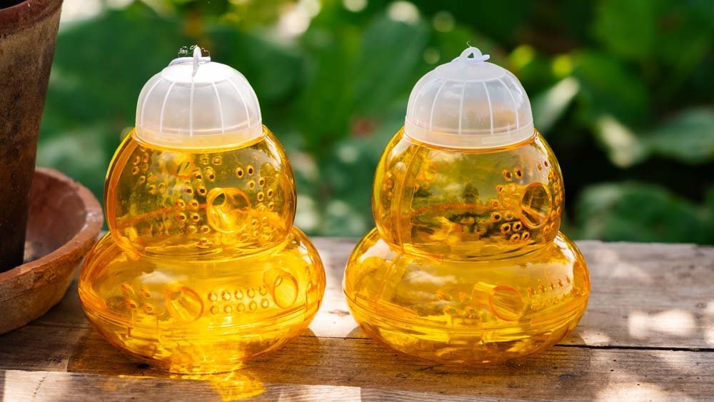 Wespenfalle - Blomea.at