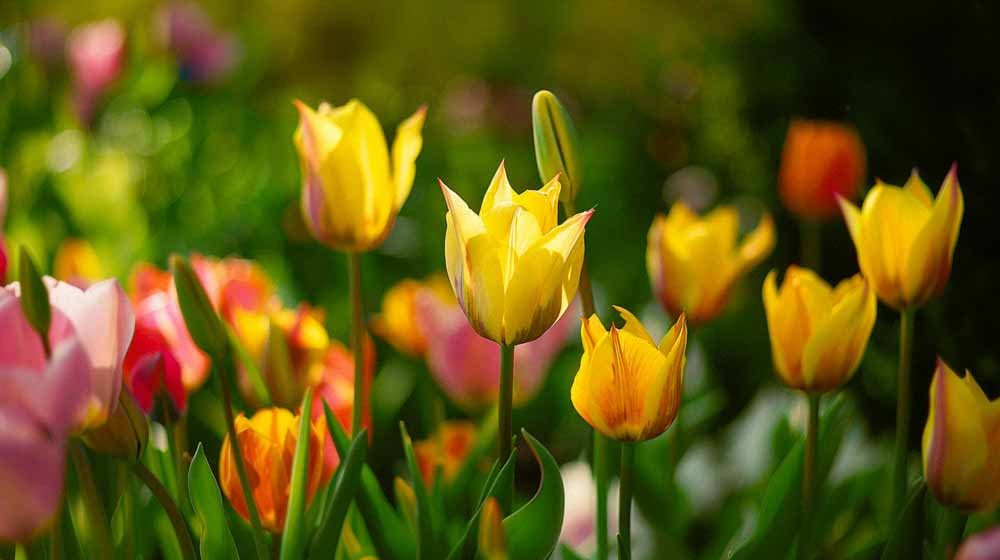 Wildtulpen - Blomea.at