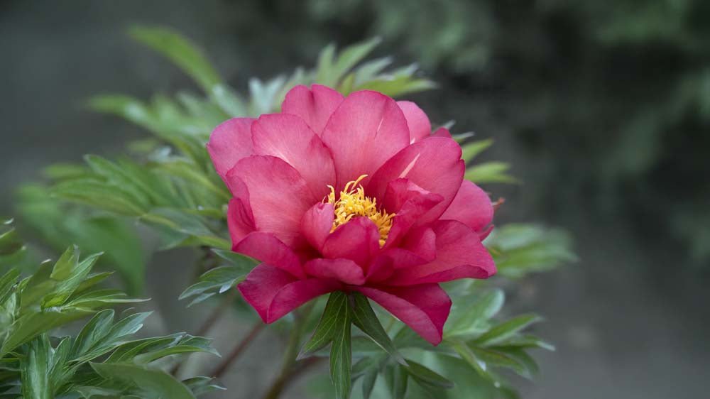 Winterharte Stauden - Blomea.at