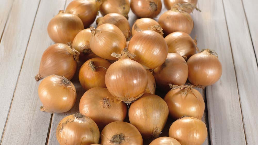Zwiebeln - Blomea.at