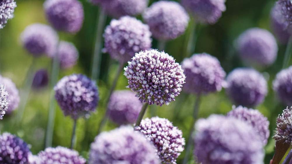 Zwiebelpflanzen - Blomea.at