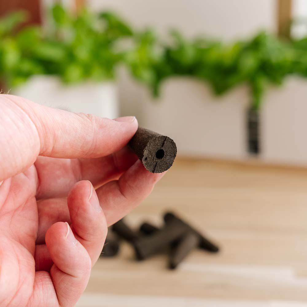 10x Pflanzenpilze für Innenküchengärten