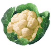 Blumenkohl samen
