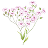 Blumensamen