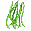 Buschbohnen samen