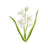 Frühblüher