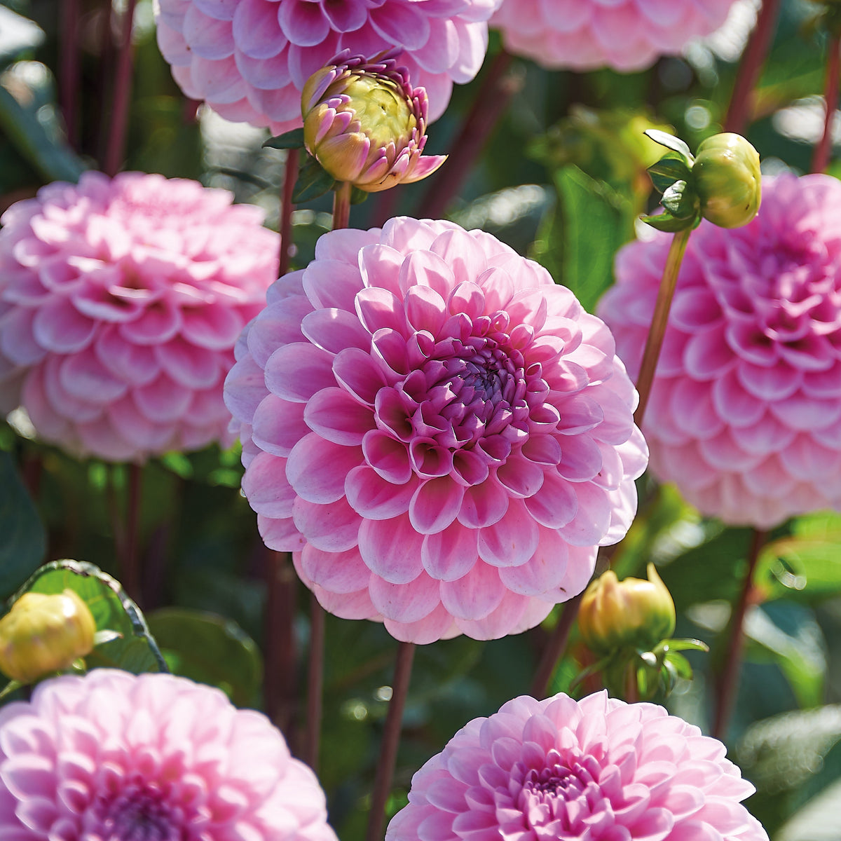 Dahlia 'Wizard of Oz'