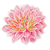 Seerosen Dahlien
