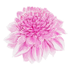 Anemonenblütige Dahlien