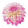 Dekorative Dahlien