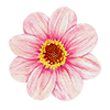 Einfache Dahlien