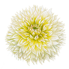 Gefranste Dahlien