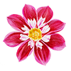 Halskraus Dahlien