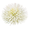 Kaktus Dahlien