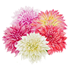 Dahlien Mix