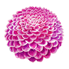 Pompon Dahlien
