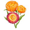 Blumensamen
