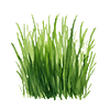 Rasensamen