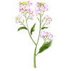 Blumensamen