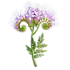Blumensamen
