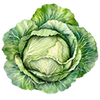 Weißkohl Samen