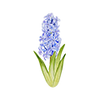 Frühblüher