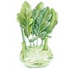 Kohlrabi Samen