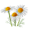 Kräutersamen