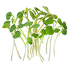 Kräutersamen