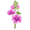 Blumensamen