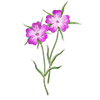 Blumensamen