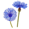 Blumensamen