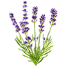 Blumensamen